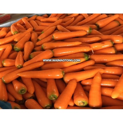 VIETNAM FRESH CARROTS